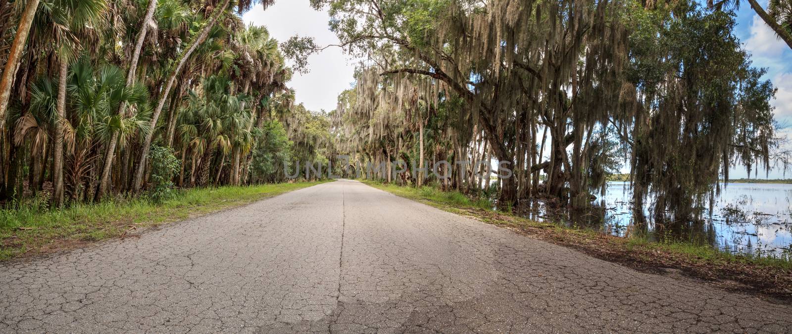 Spanish  moss hangs from trees that line the road in Seasonal flooded swamp of Myakka River State Park in Sarasota, Florida.