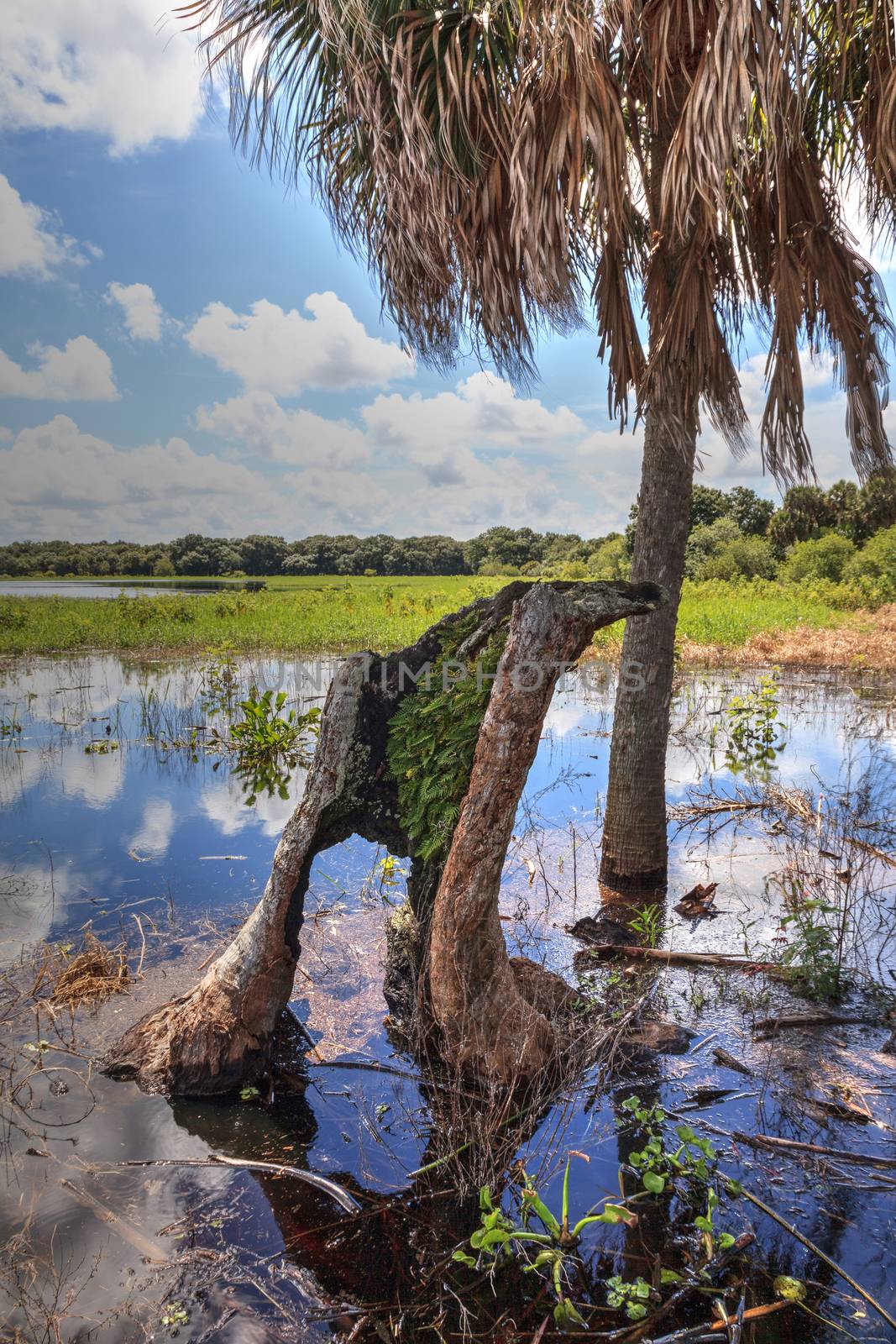 Stump in Seasonal flooded swamp of Myakka River State Park by steffstarr