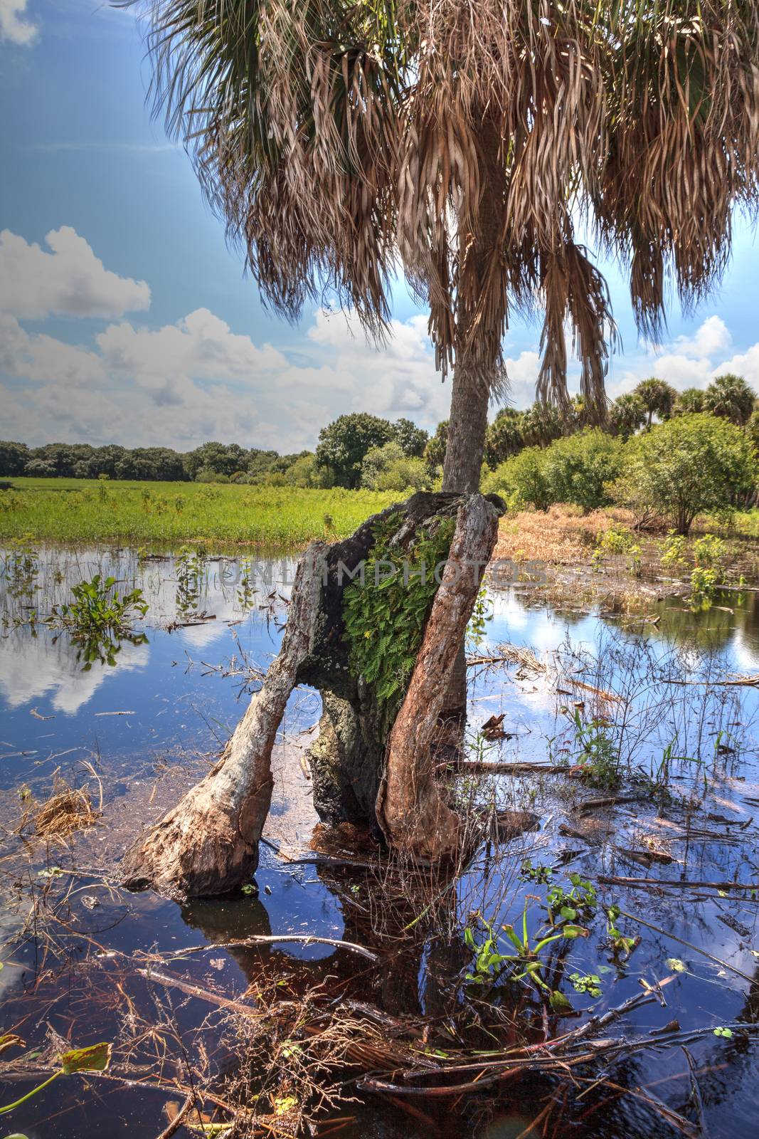 Stump in Seasonal flooded swamp of Myakka River State Park in Sarasota, Florida.