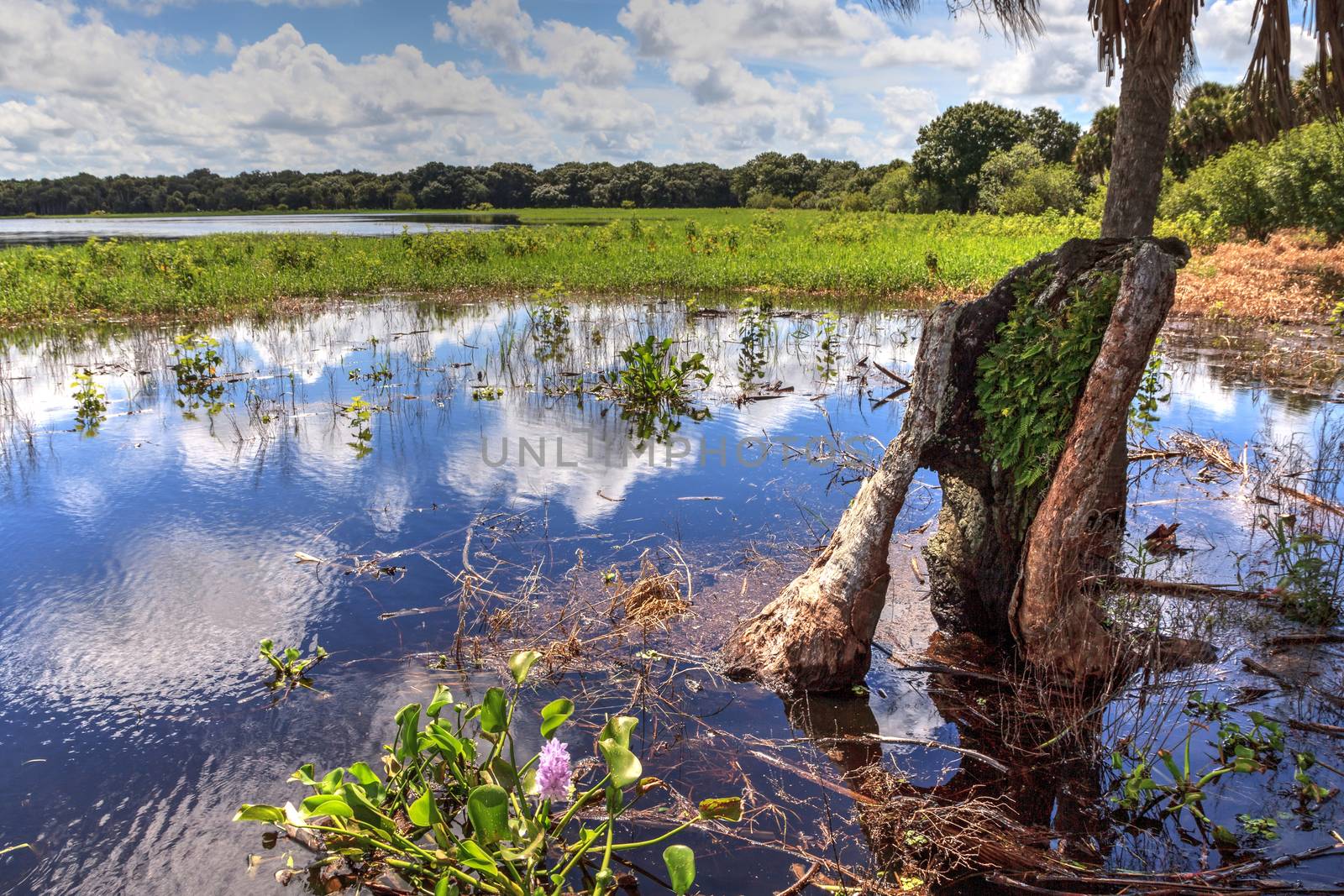 Stump in Seasonal flooded swamp of Myakka River State Park by steffstarr