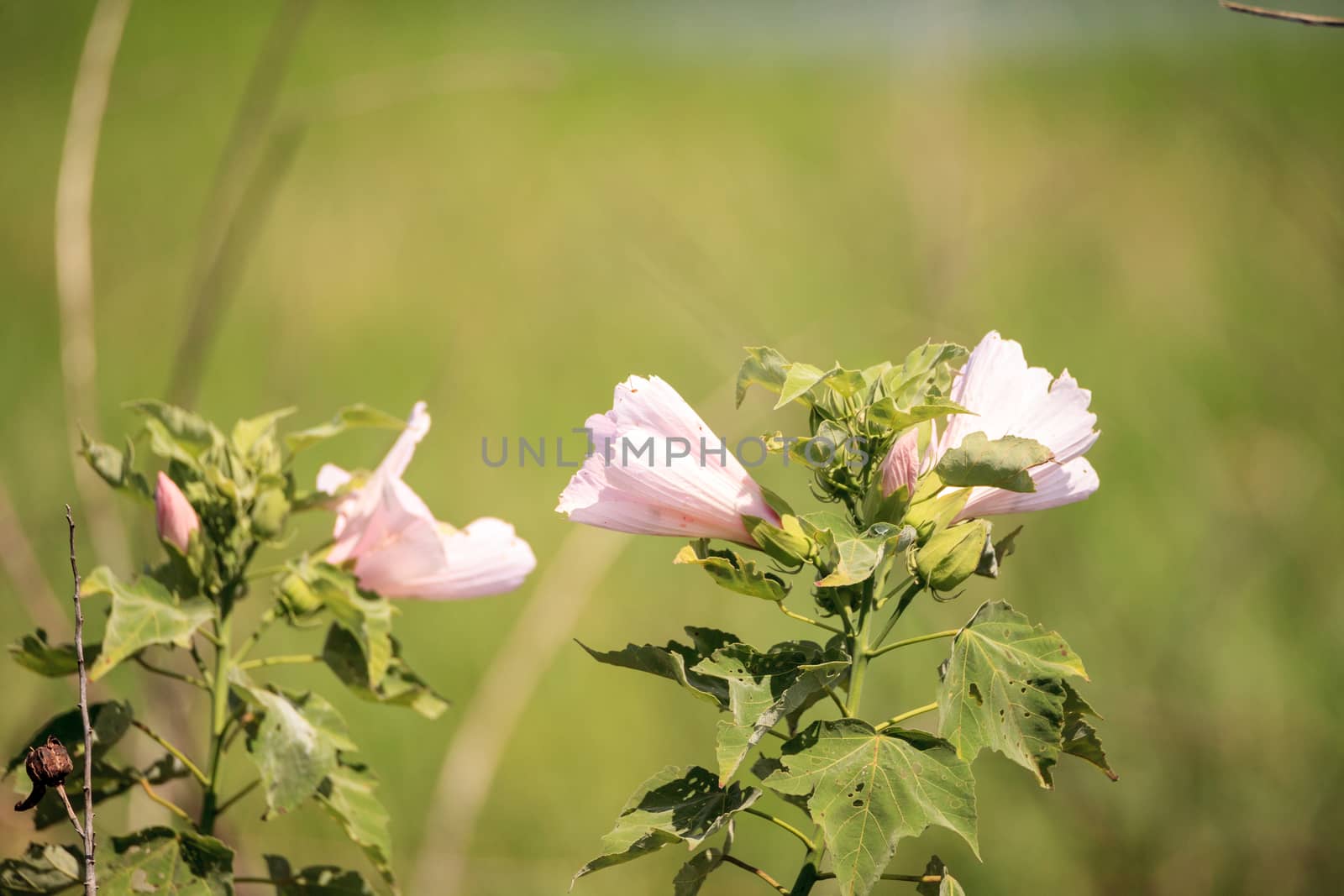 Wild pink flower on Mountain Hollyhock Kankakee Mallow Iliamna r by steffstarr