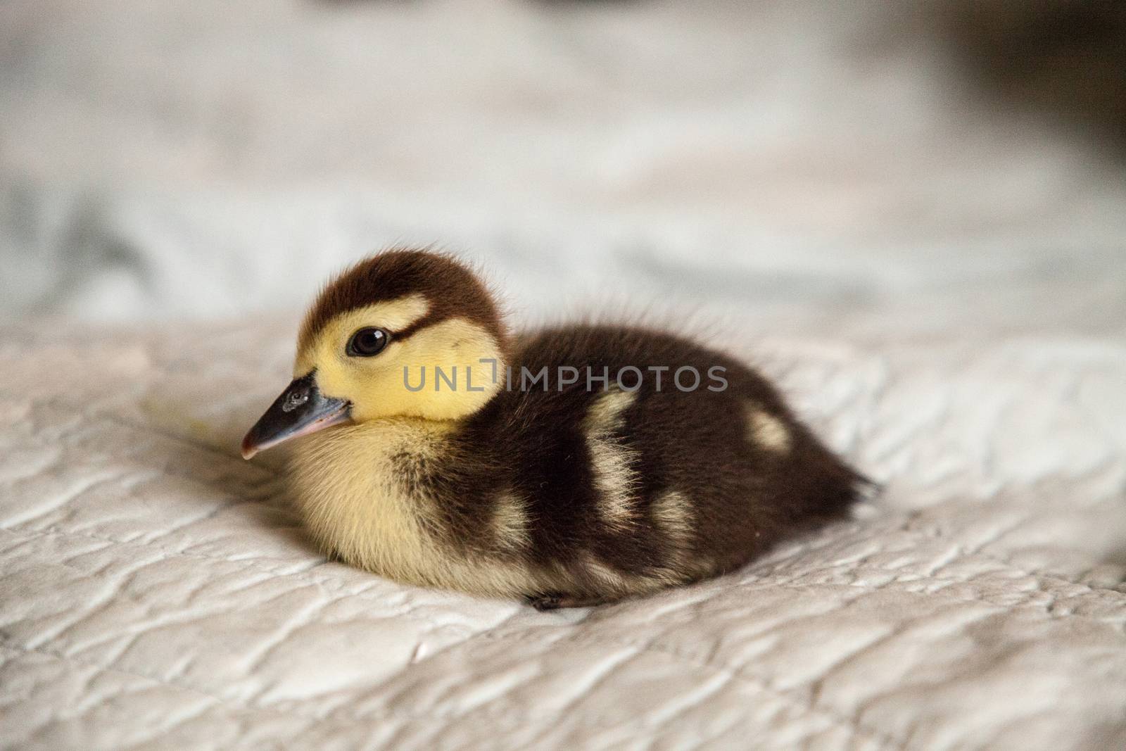 Mottled duckling Anas fulvigula on a blue background by steffstarr