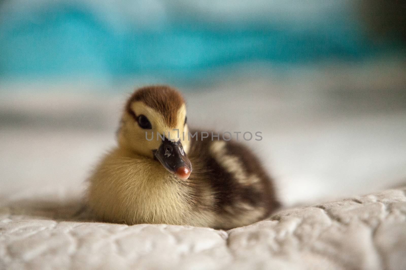 Mottled duckling Anas fulvigula on a blue background in Naples, Florida