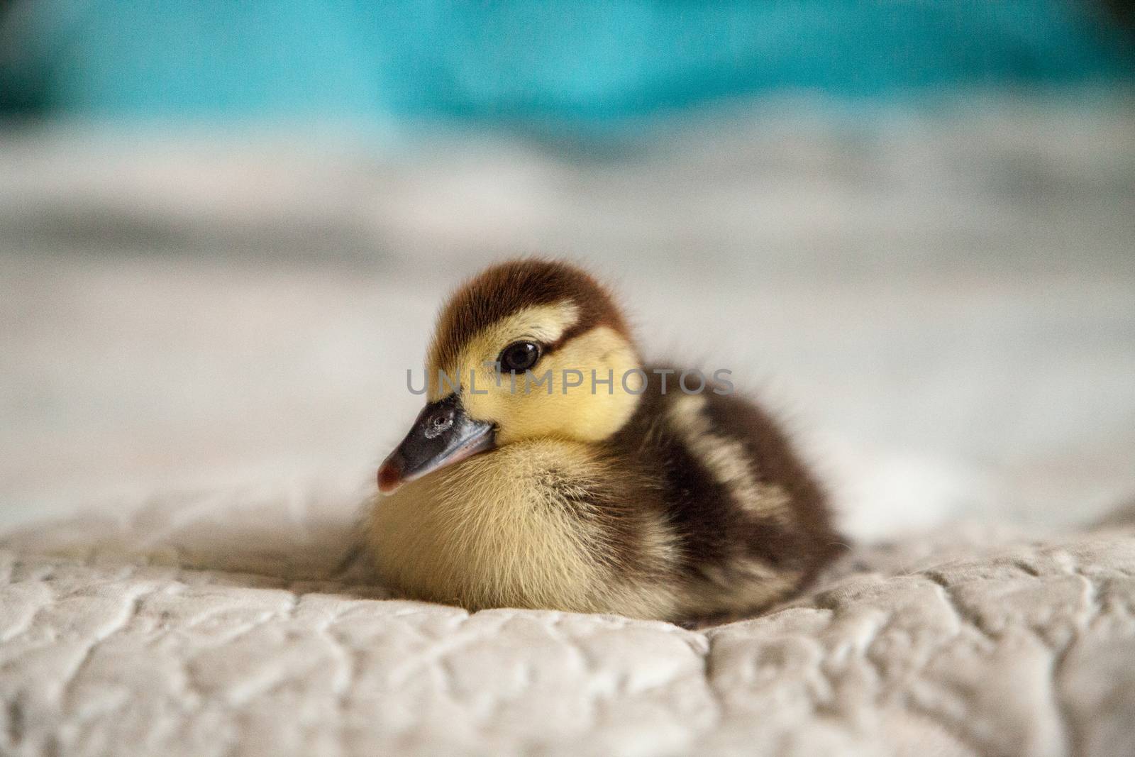 Mottled duckling Anas fulvigula on a blue background by steffstarr