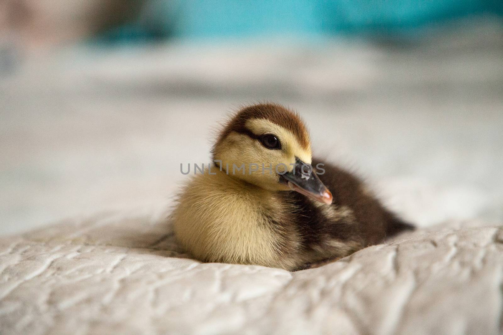 Mottled duckling Anas fulvigula on a blue background by steffstarr