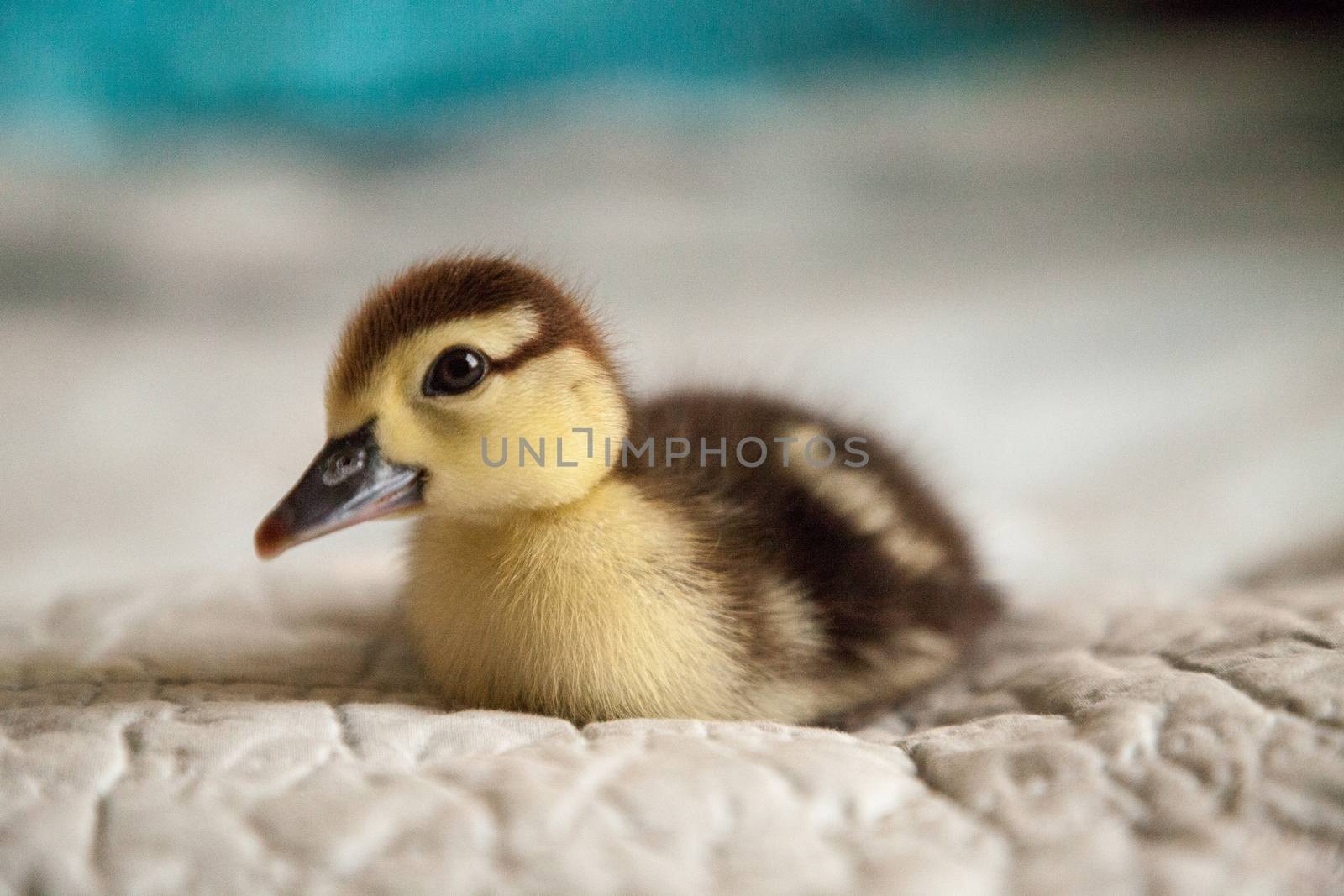 Mottled duckling Anas fulvigula on a blue background in Naples, Florida