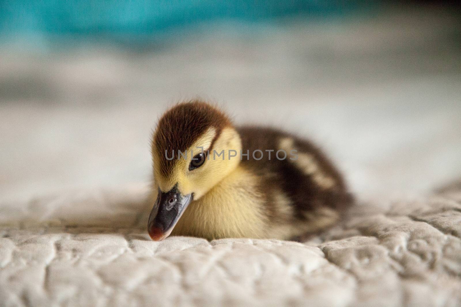 Mottled duckling Anas fulvigula on a blue background by steffstarr