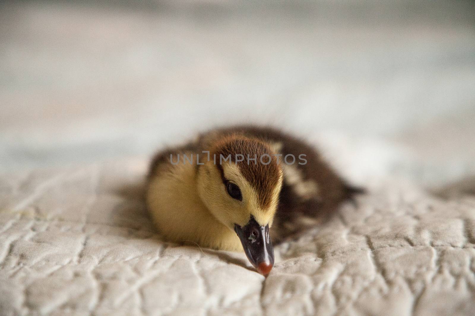 Mottled duckling Anas fulvigula on a blue background by steffstarr