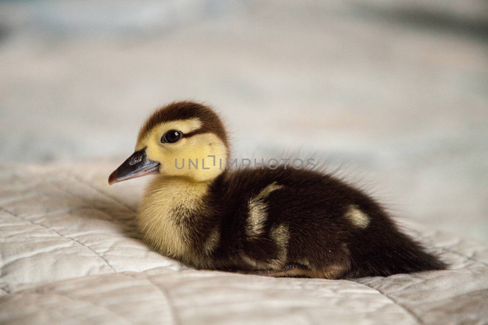 Mottled duckling Anas fulvigula on a blue background by steffstarr