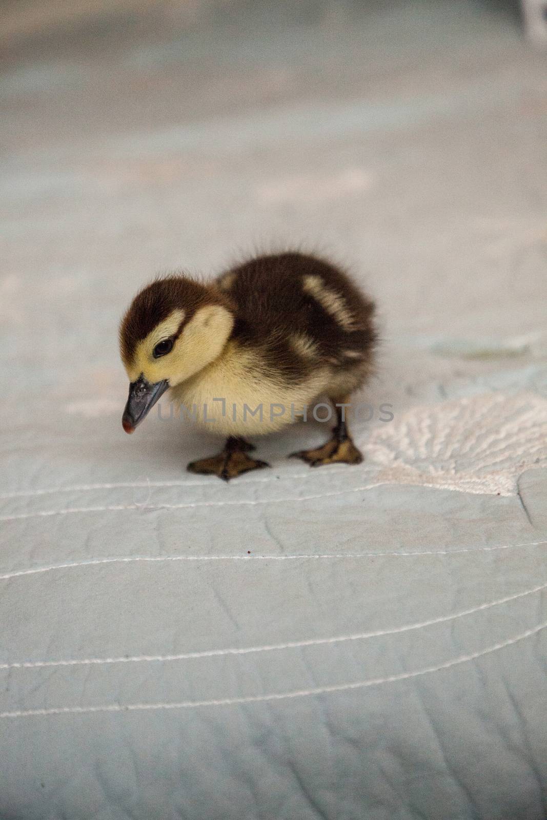 Mottled duckling Anas fulvigula on a blue background by steffstarr