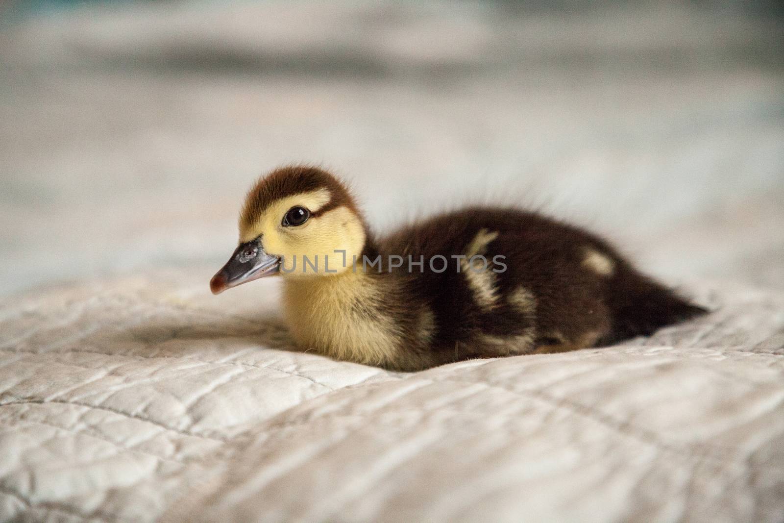 Mottled duckling Anas fulvigula on a blue background by steffstarr