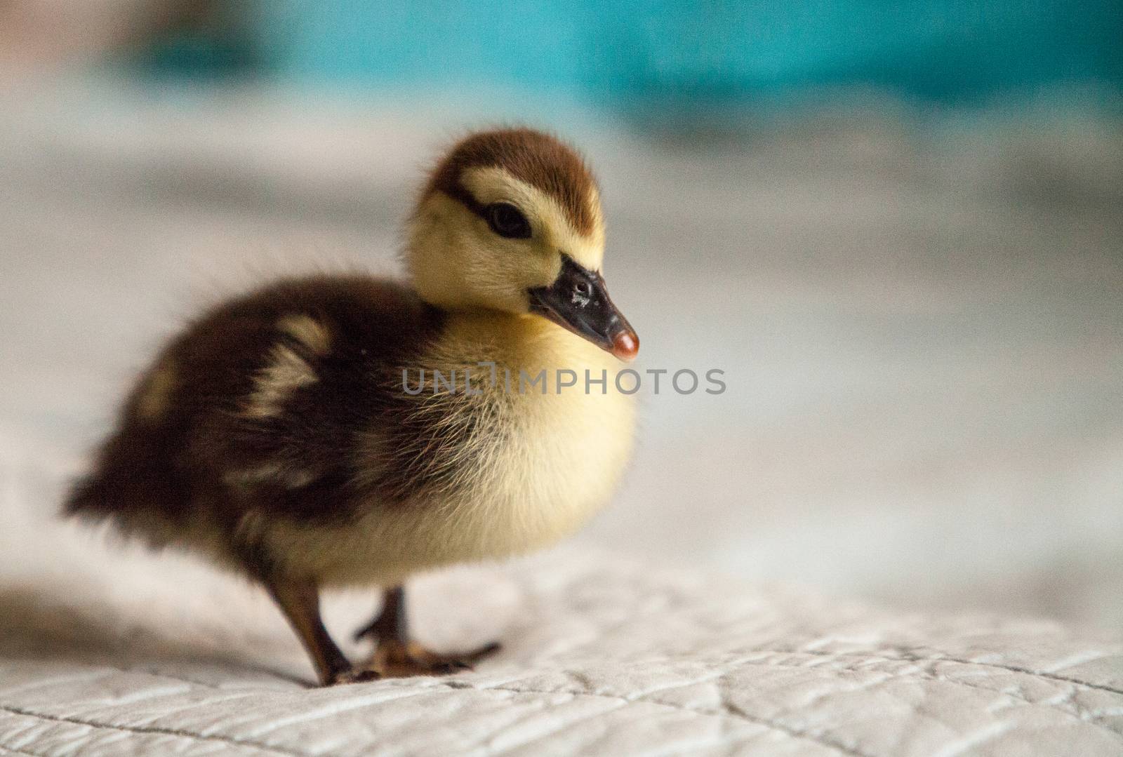 Mottled duckling Anas fulvigula on a blue background by steffstarr