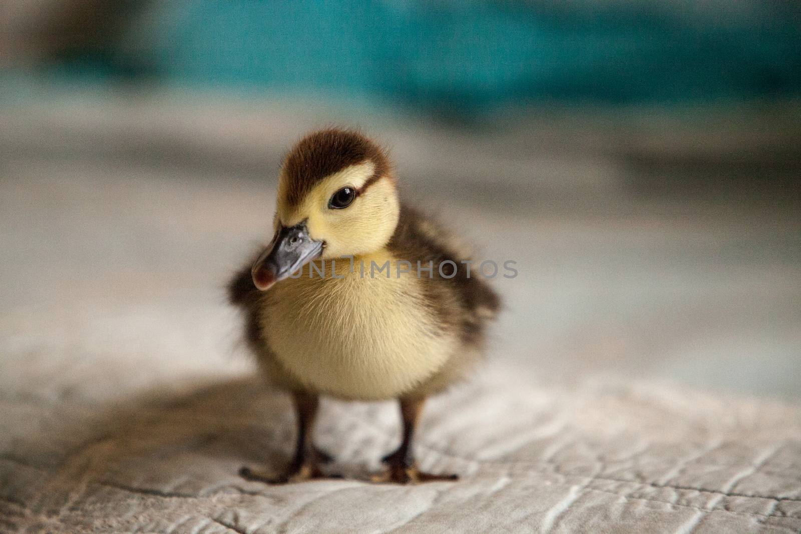 Mottled duckling Anas fulvigula on a blue background by steffstarr