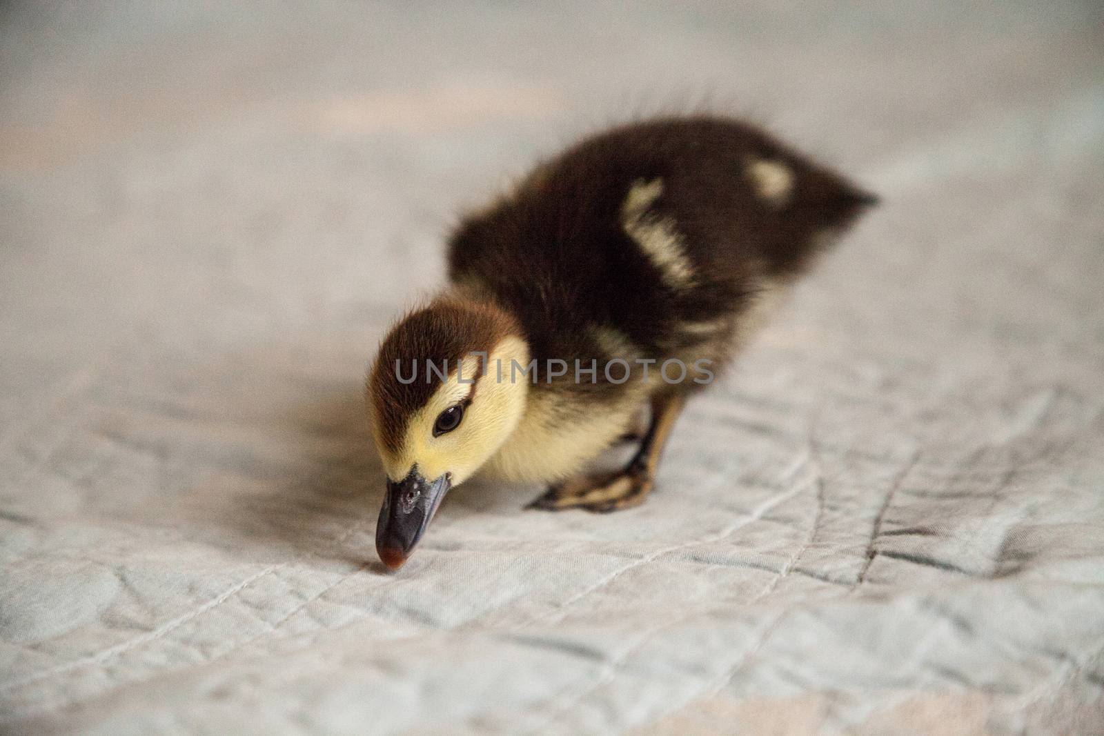 Mottled duckling Anas fulvigula on a blue background in Naples, Florida