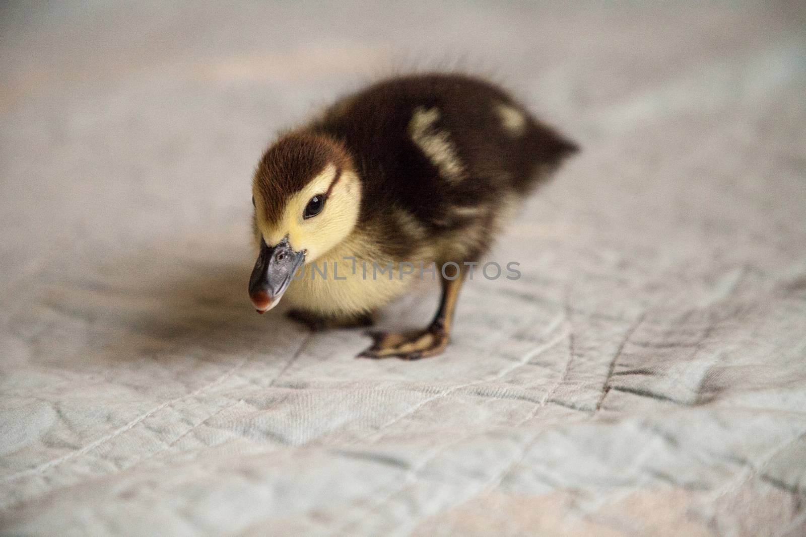 Mottled duckling Anas fulvigula on a blue background by steffstarr