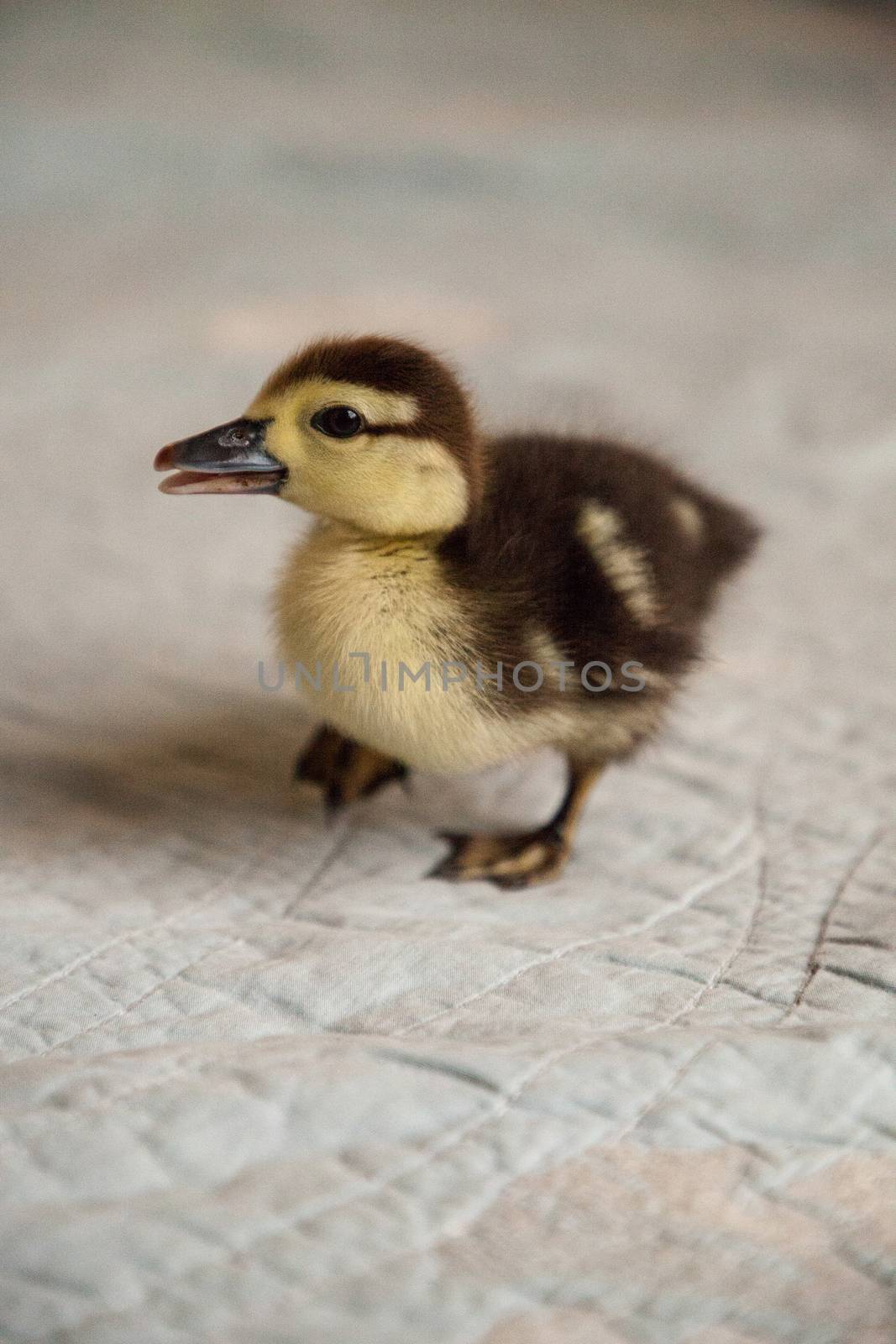 Mottled duckling Anas fulvigula on a blue background by steffstarr