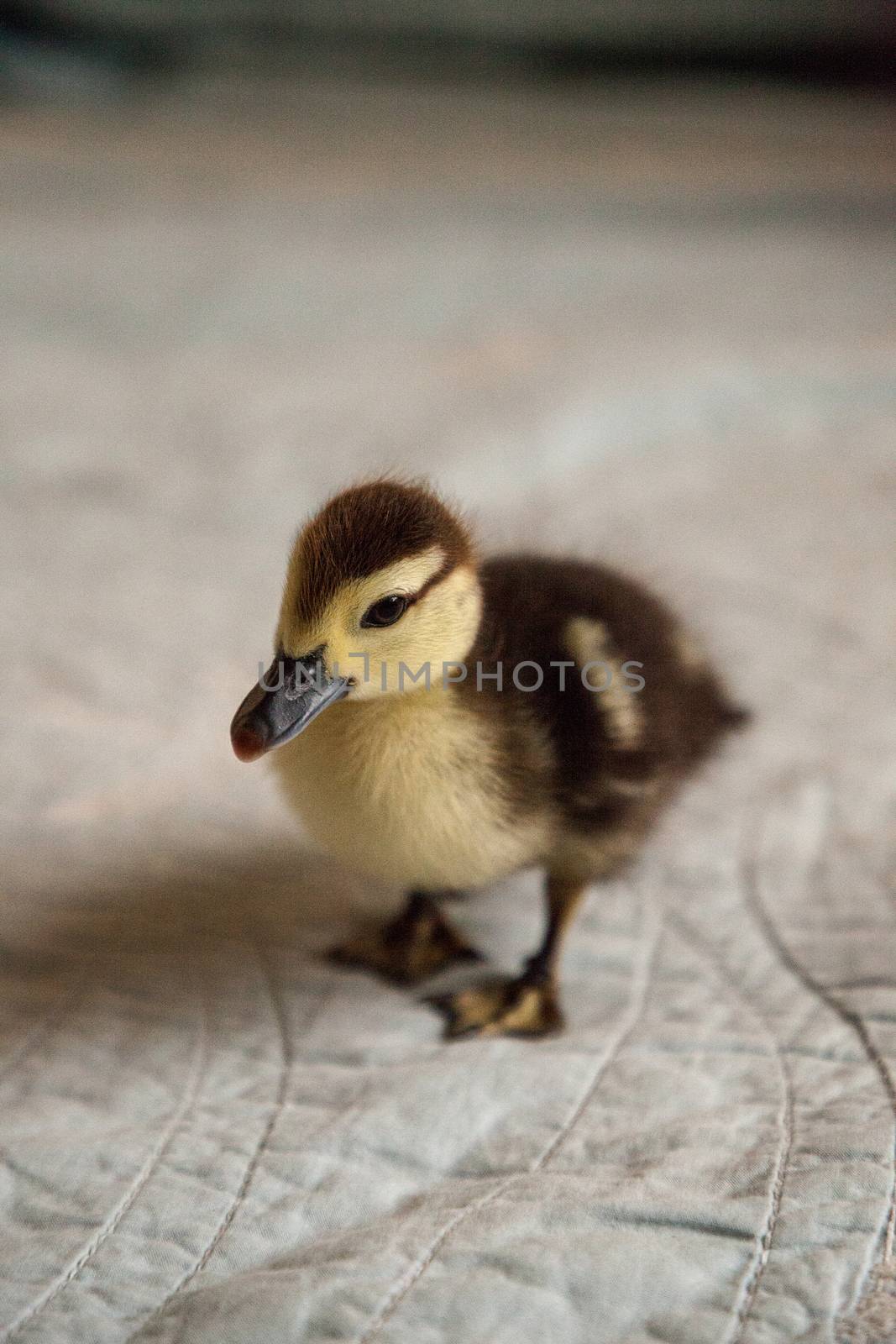 Mottled duckling Anas fulvigula on a blue background in Naples, Florida