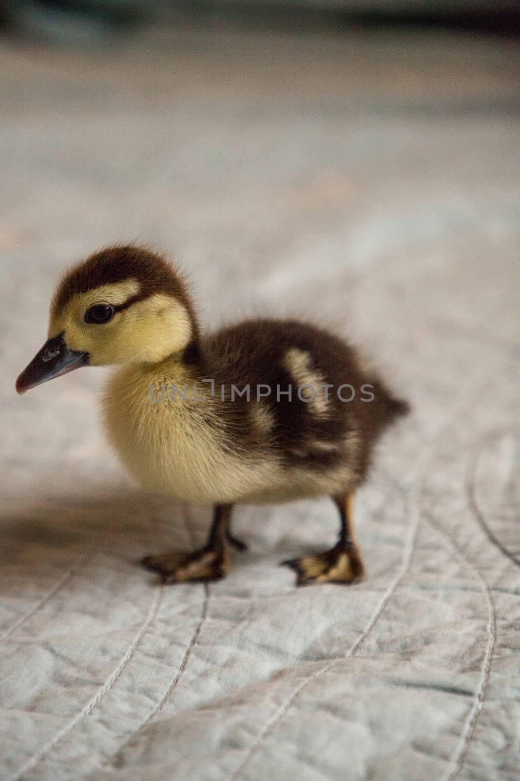 Mottled duckling Anas fulvigula on a blue background by steffstarr