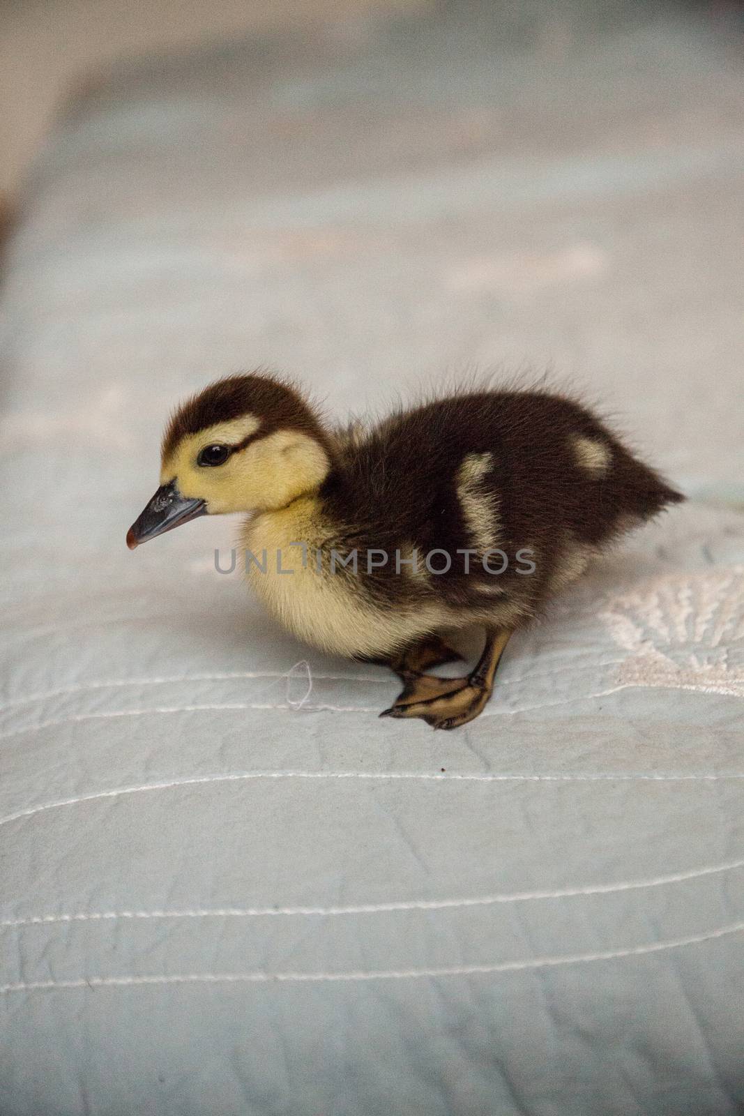 Mottled duckling Anas fulvigula on a blue background by steffstarr