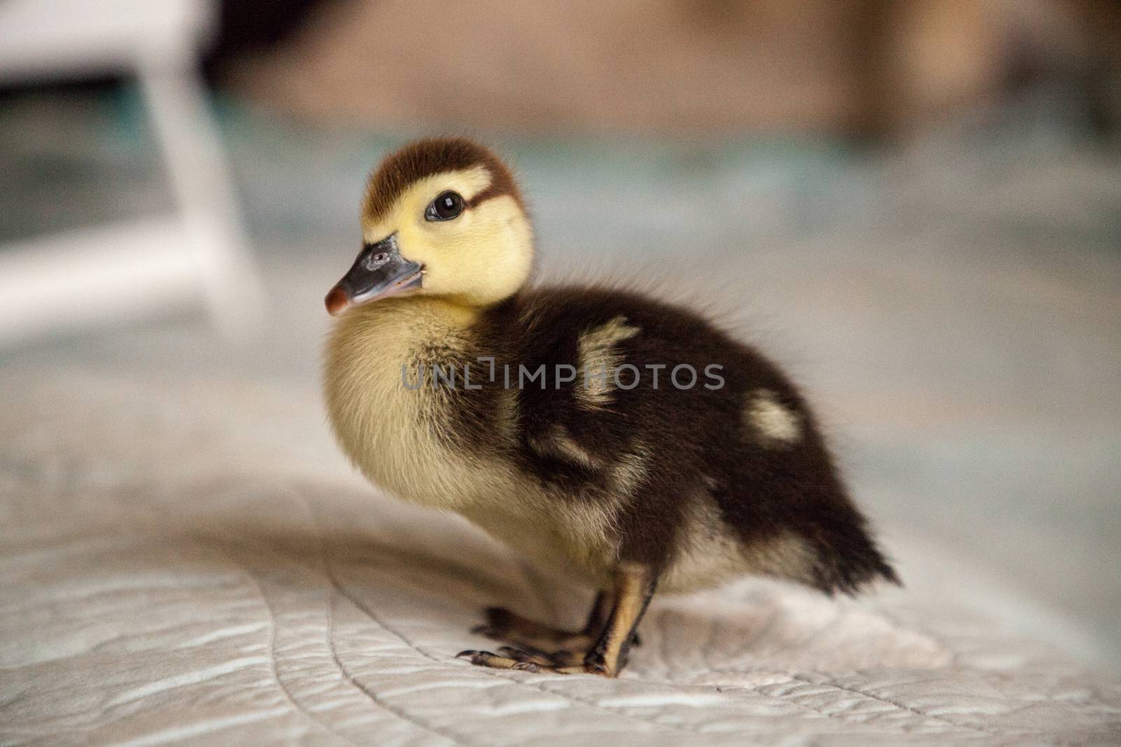 Curious Mottled duckling Anas fulvigula on a blue background by steffstarr