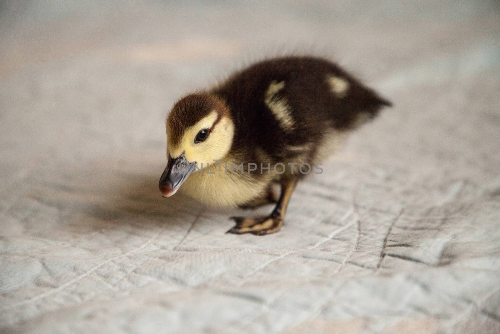 Curious Mottled duckling Anas fulvigula on a blue background by steffstarr