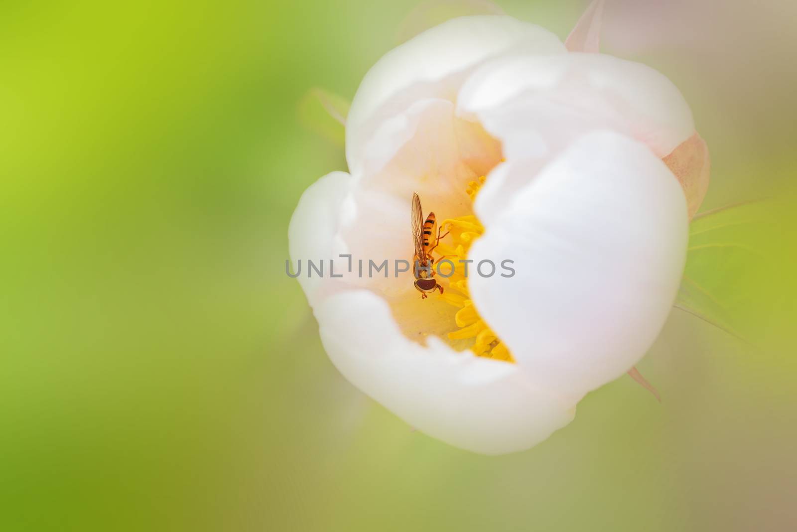 Forest flower with an insect. Blurred background