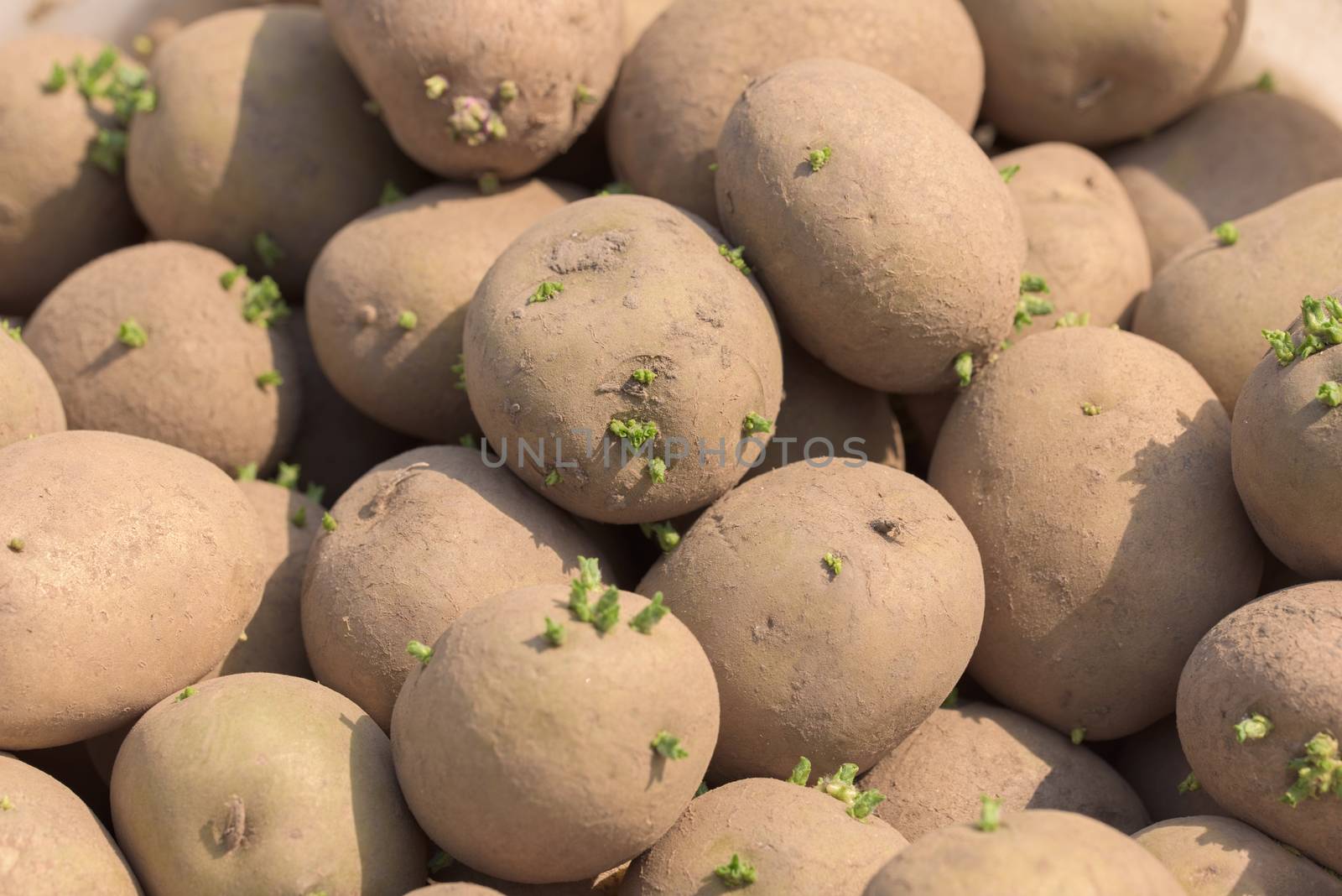 Potato tubers. Fresh potatoes on the field