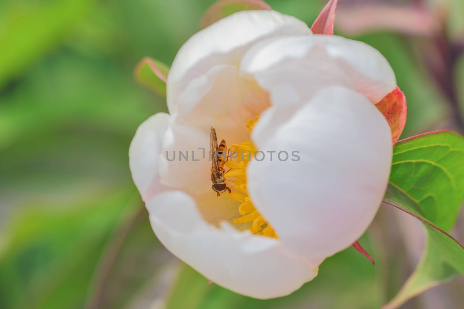 Forest flower with an insect. White flower
