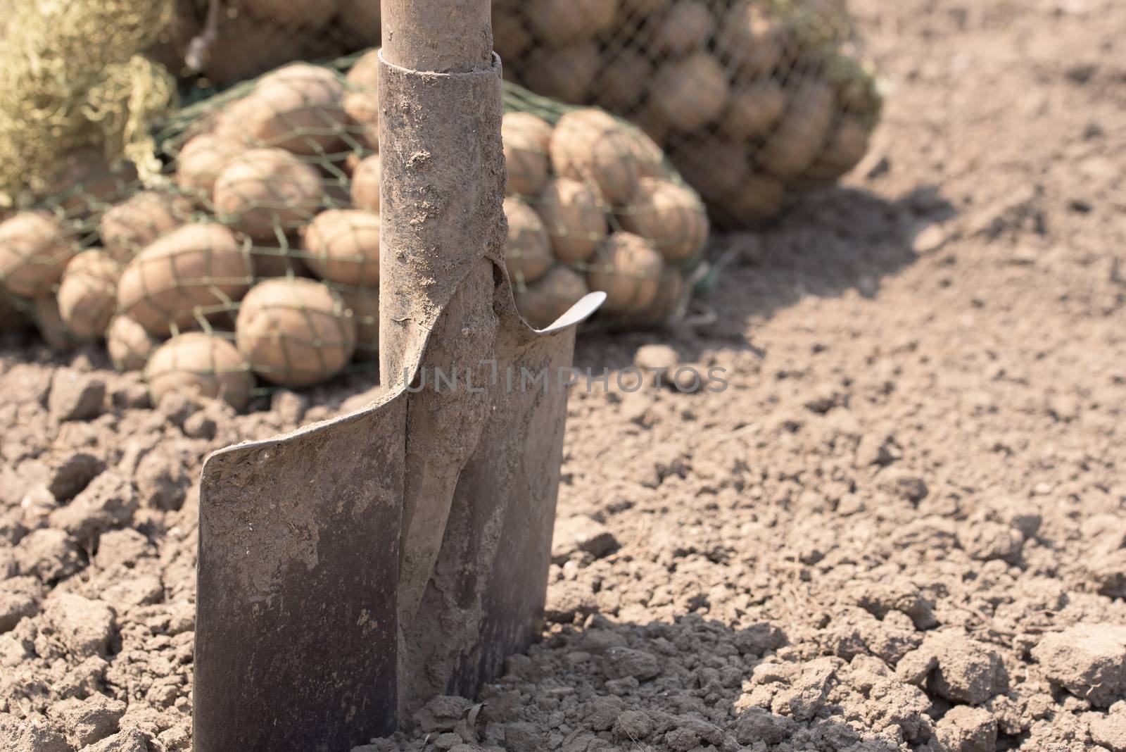 Potato tubers. Fresh potatoes on the field