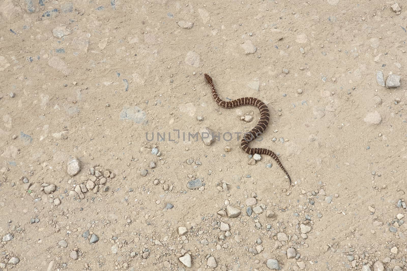 Gloydius halys snake. Halys pit viper on the ground