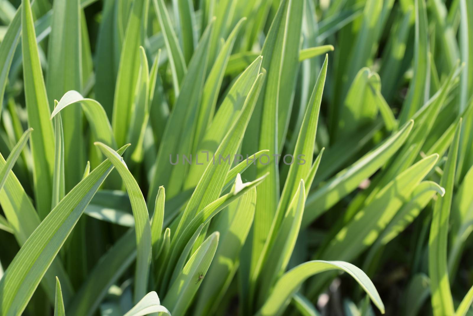 green grass close-up by Visual-Content