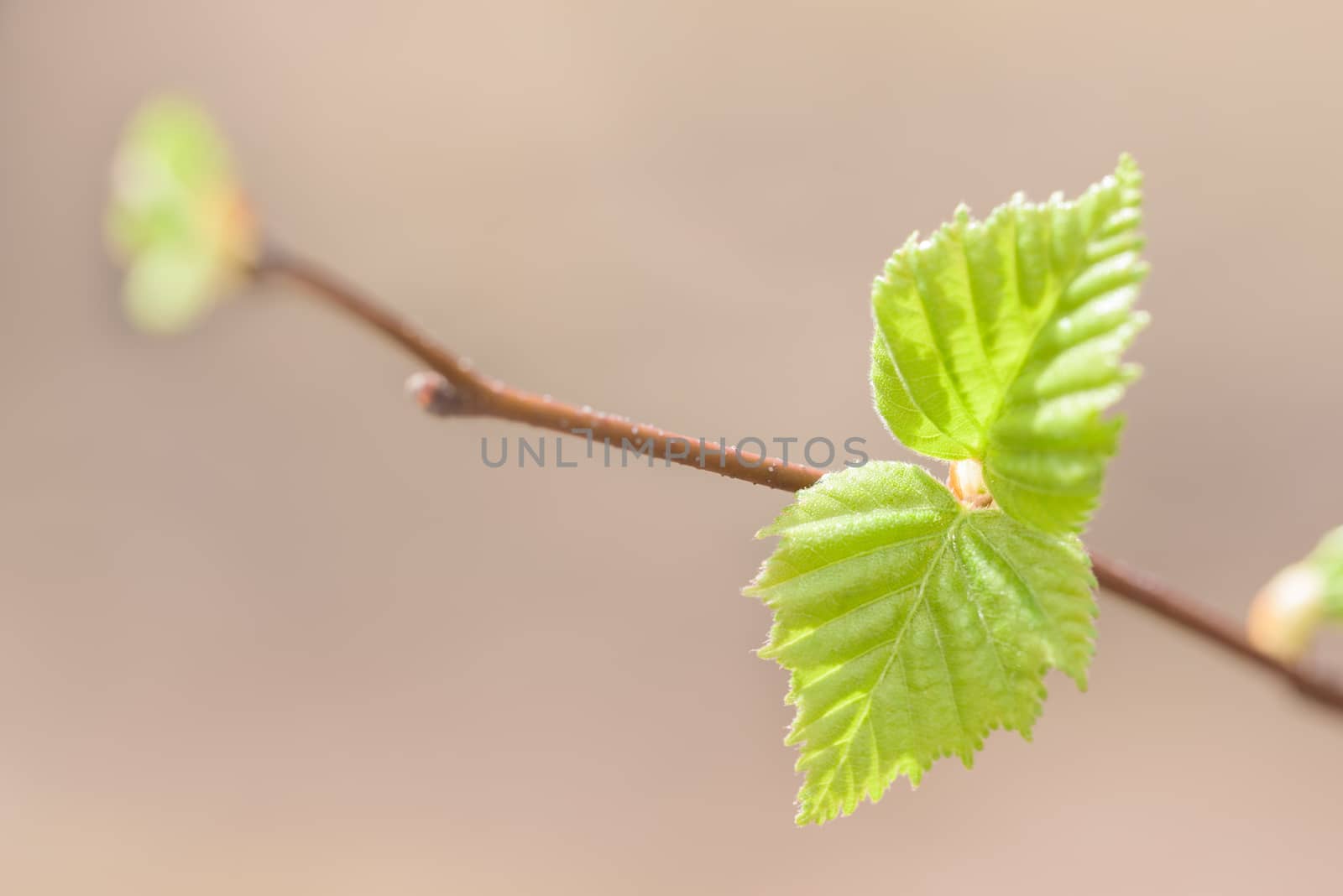 green leaf on branch by Visual-Content