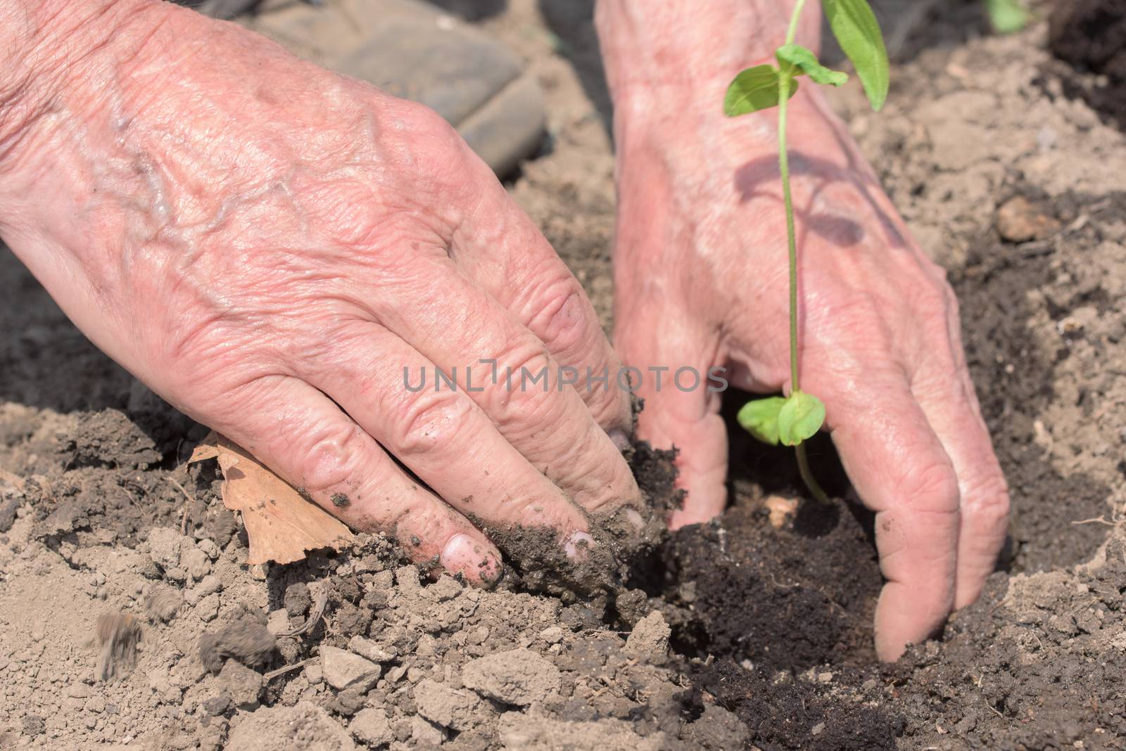 Hands of farmer growing plant. Hands of the elderly person