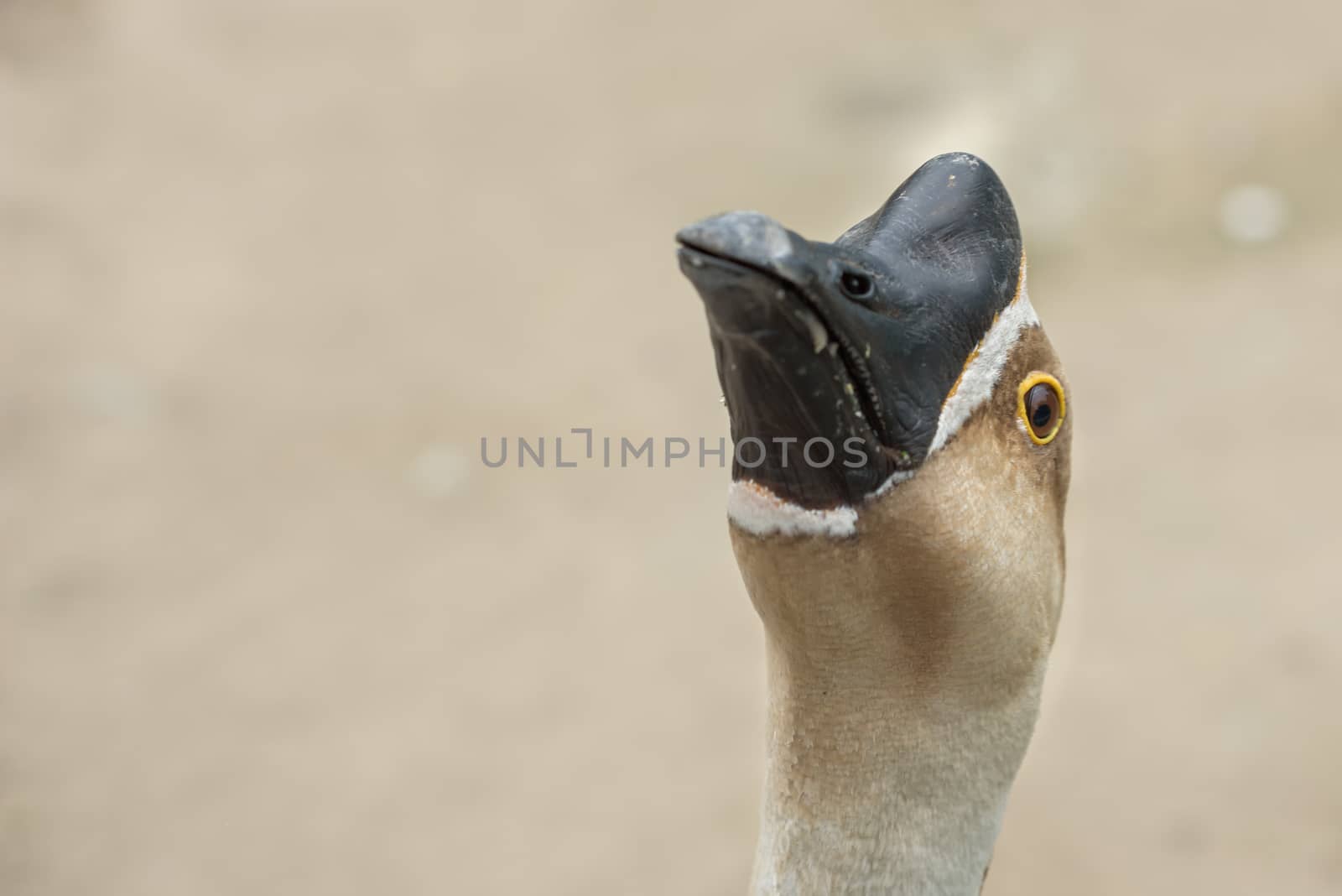 Domestic goose close-up. Head of a domestic goose