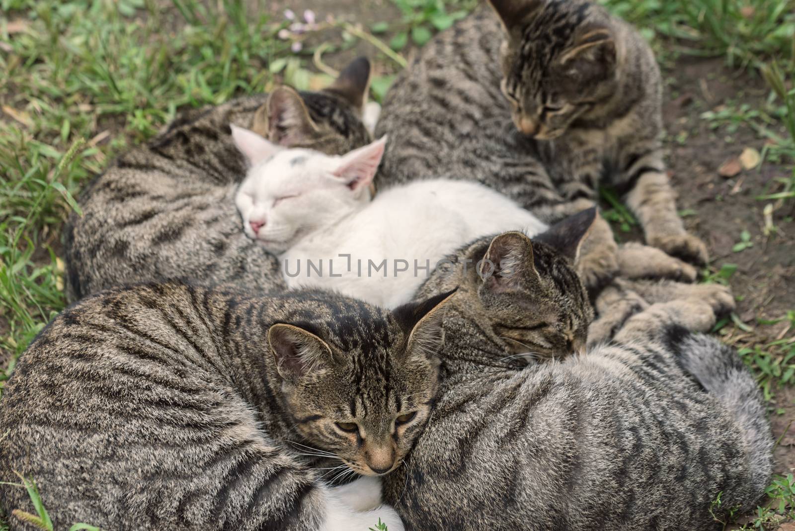 Homeless cats sleep. Several cats sleep together