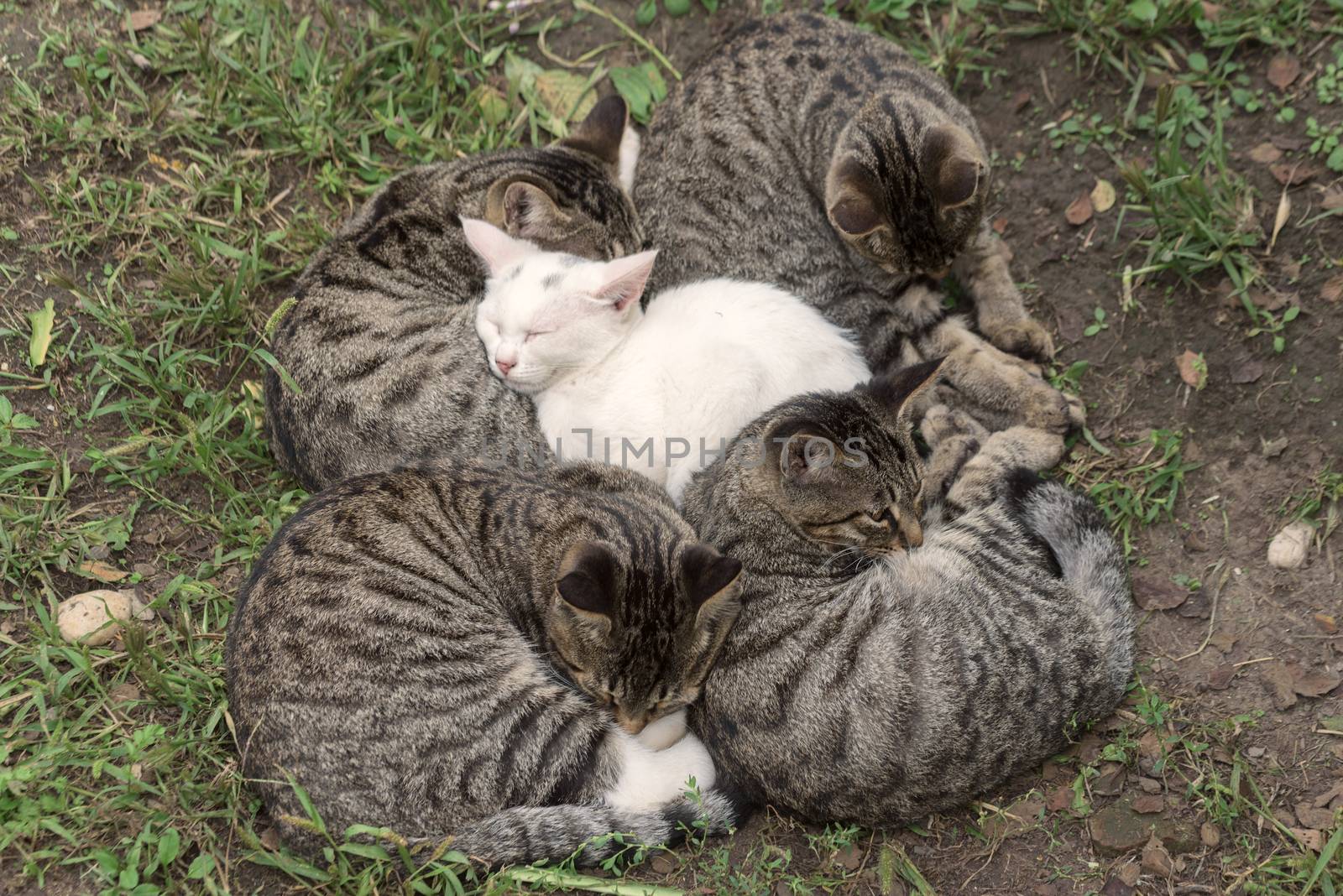 Homeless cats sleep. Cats are nestled together
