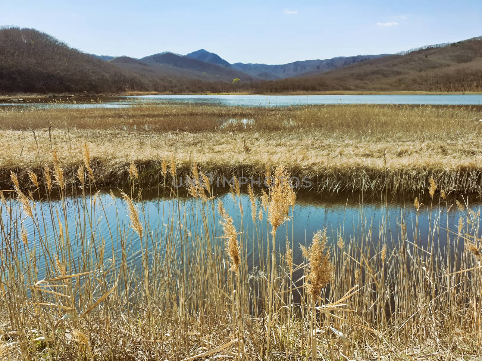 lake and grass in autumn. Beautiful autumn landscape