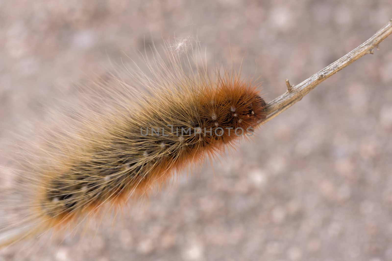 Caterpillar creeps along the branch. Large red caterpillar