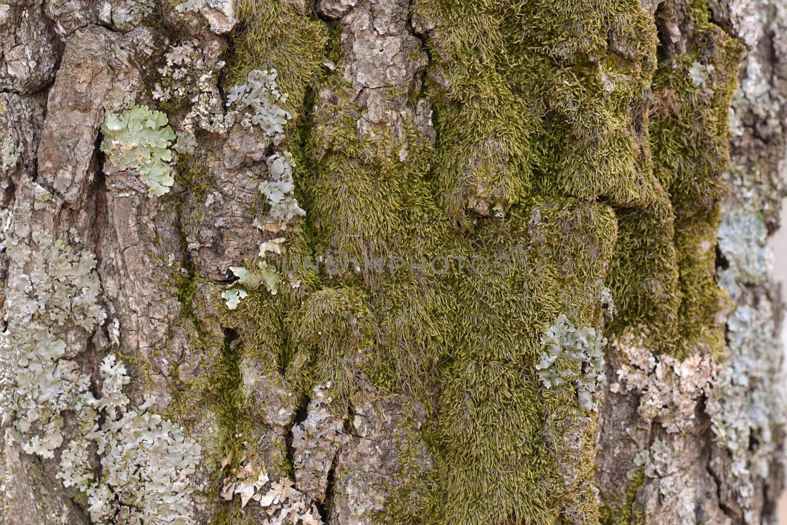 Lichen and moss close-up. Lichen on the bark of tree