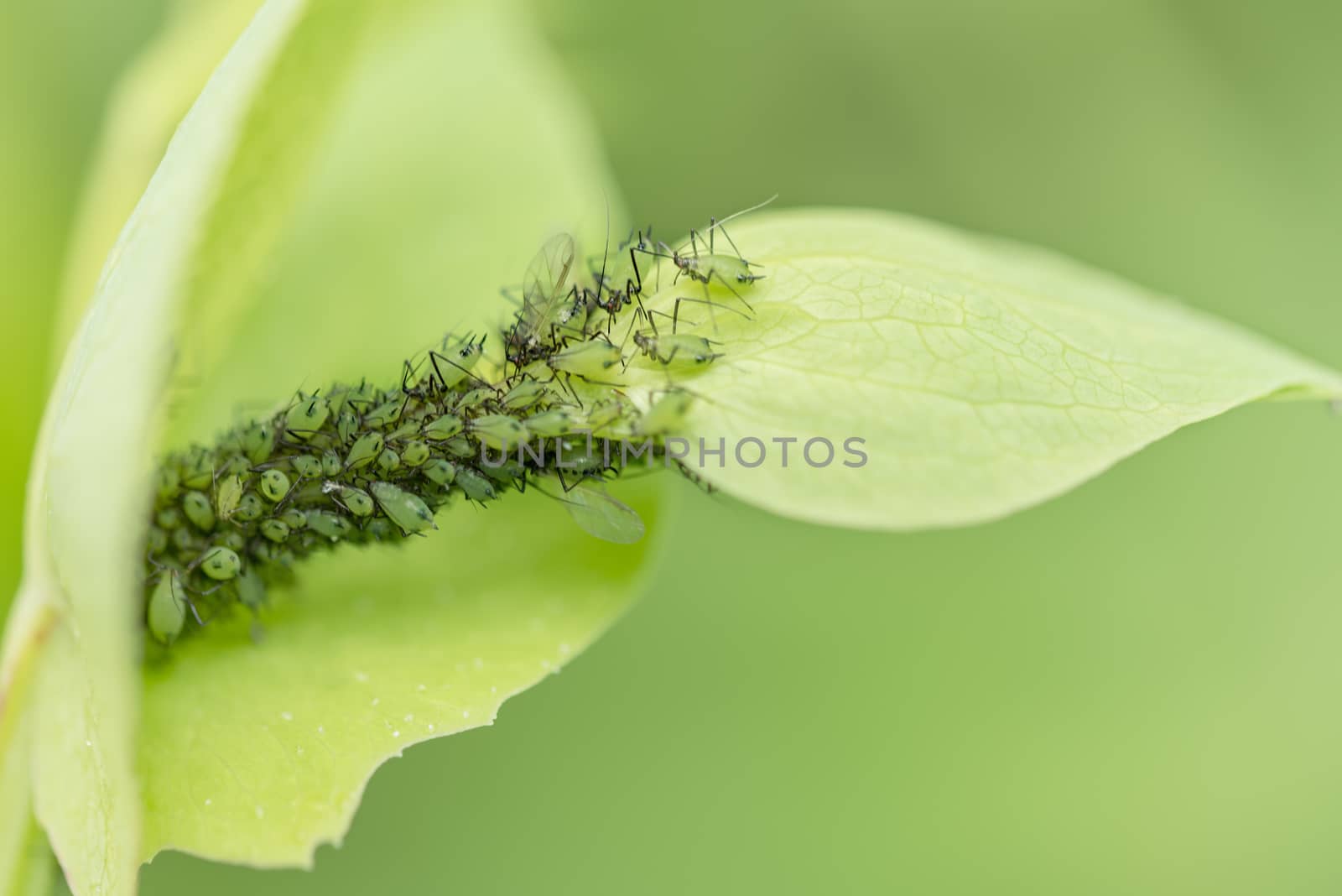 larvae on leaf by Visual-Content