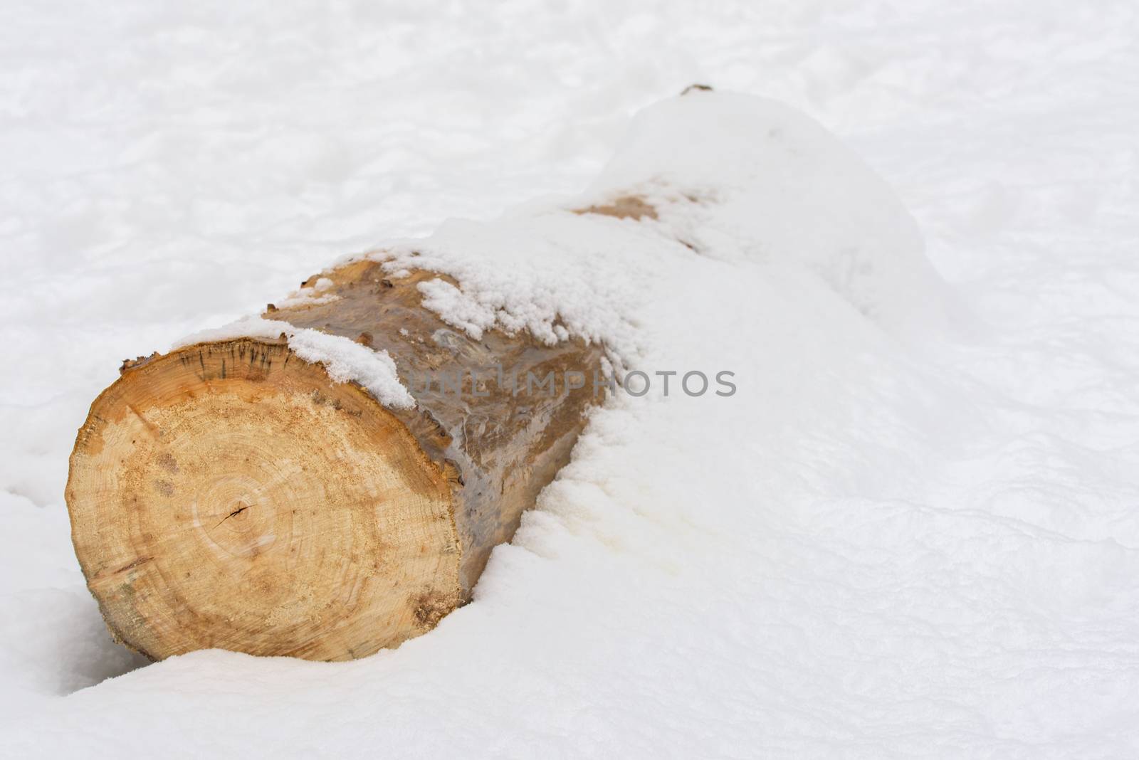 Log in the snow. Wood log on white background