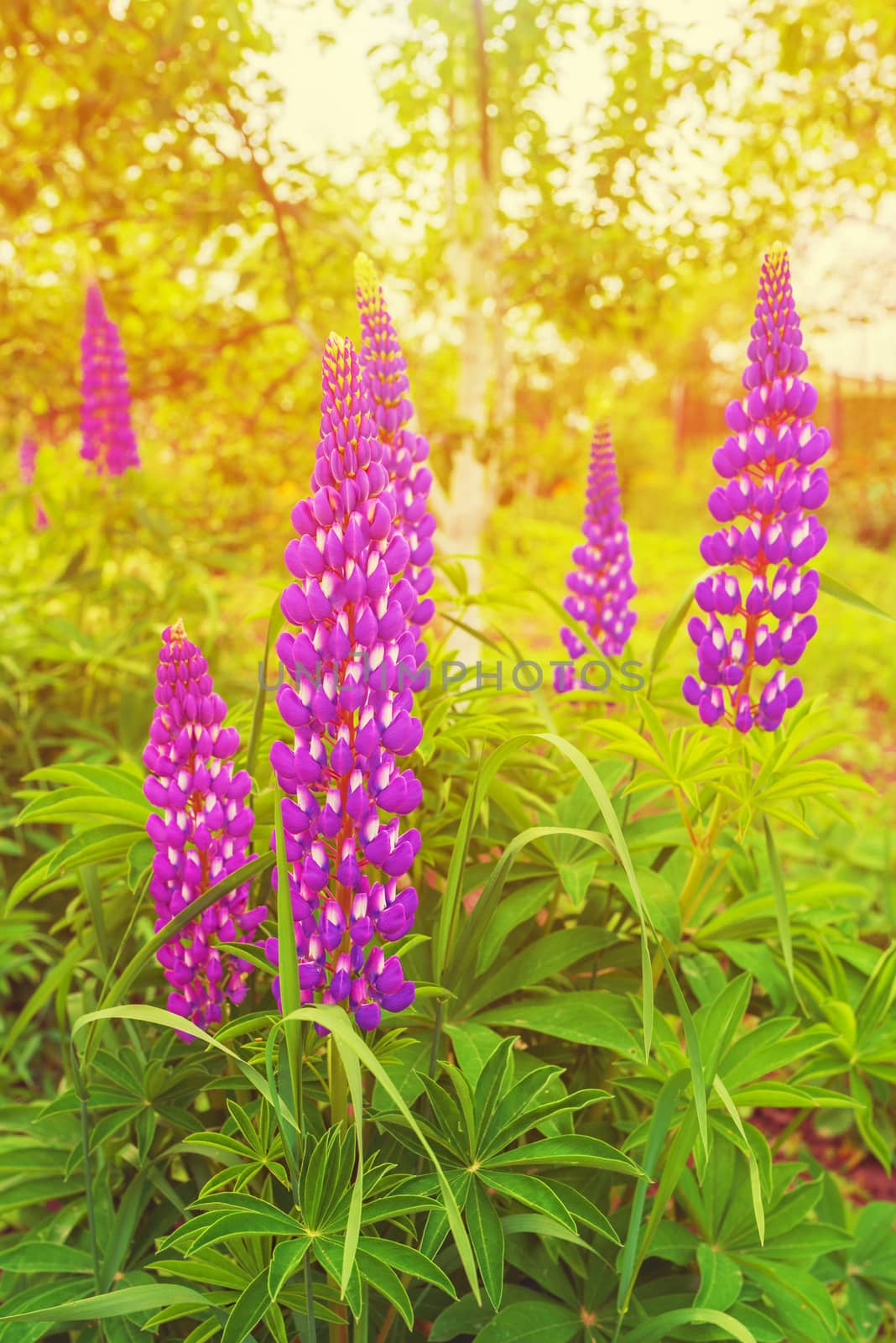 Lupine in sunset light on green meadow. Lupinus polyphyllus flower. Lupin wild