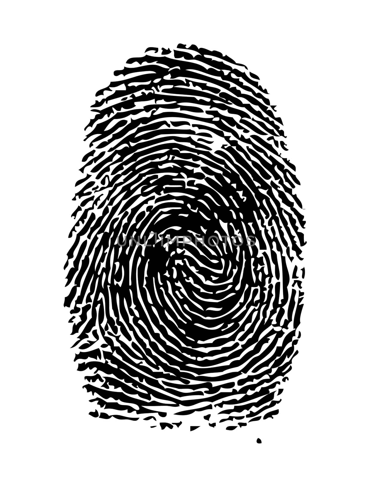 Highly detailed illustration of a fingerprint