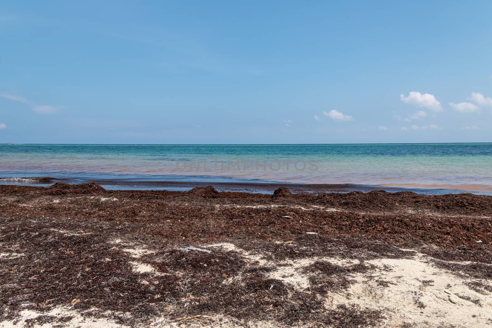 Beach contaminated by Sargassum. Global warming. by leo_de_la_garza