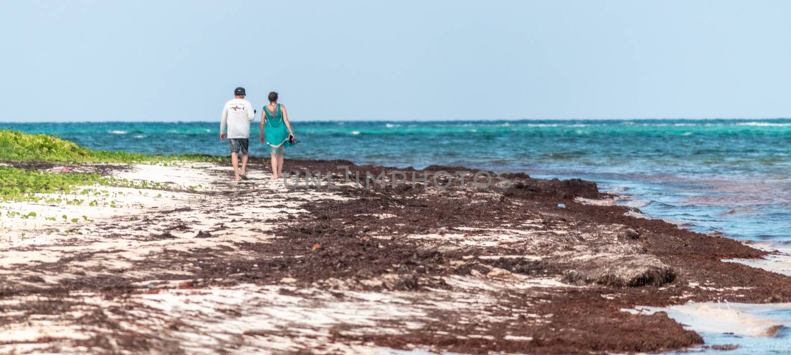 Beach contaminated by Sargassum. Global warming. Caribbean Sea