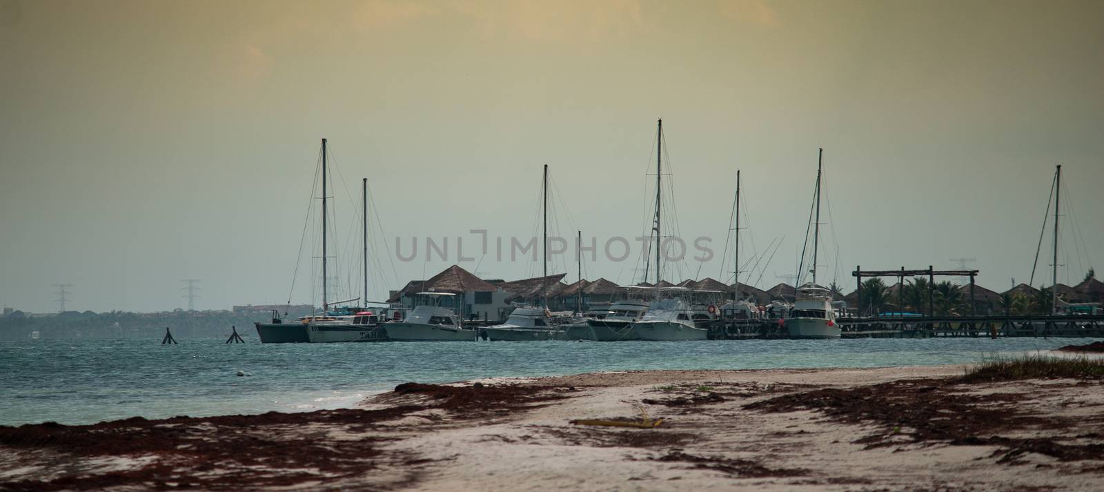 Beach contaminated by Sargassum. Global warming. Caribbean Sea