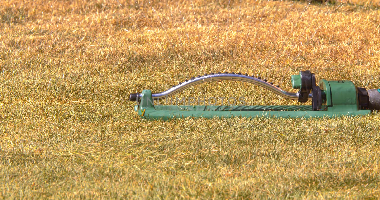 Watering dry yellow lawn grass after winter with oscillating sprinkler water host