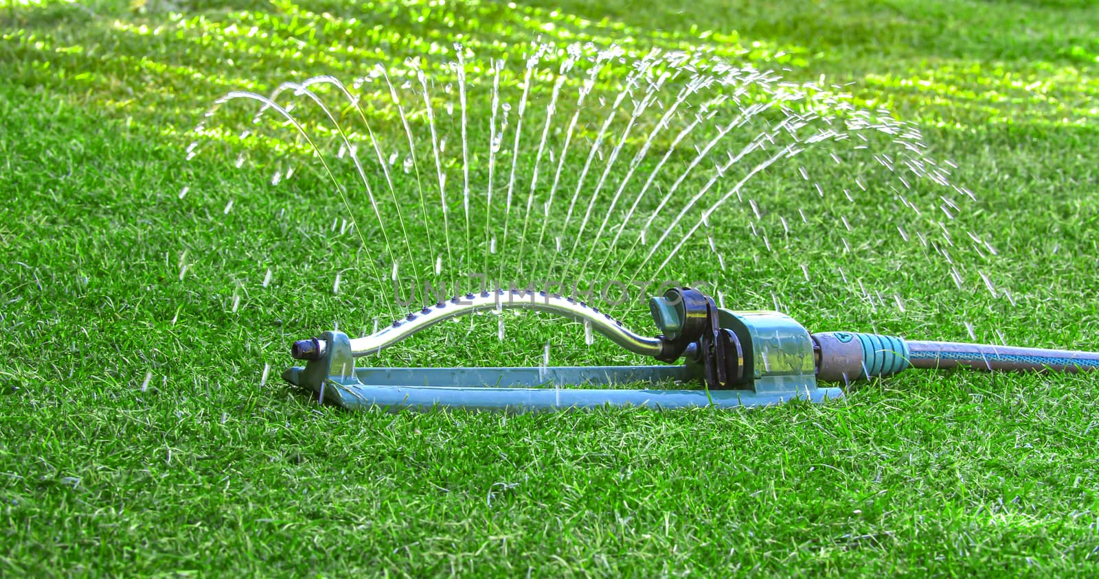 Watering green lawn during the spring with oscillating sprinkler water host