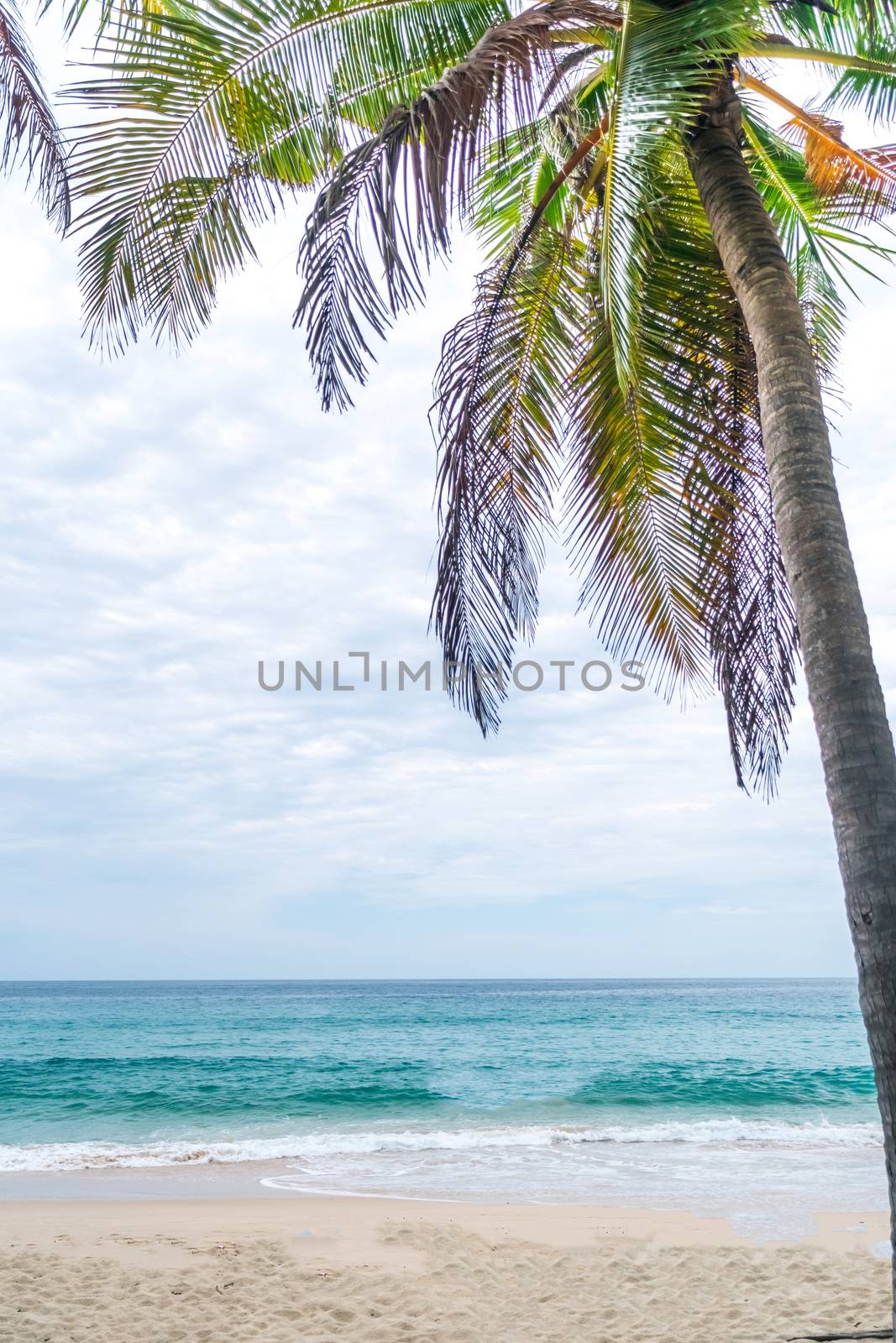 tropical palms tree at summer beach with blue sky and sun light background.