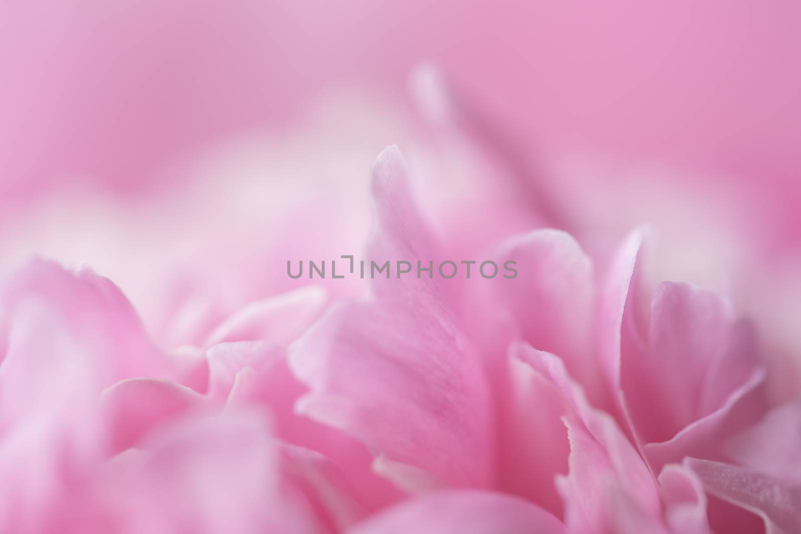 Pink petals with blurred focus. Pink background